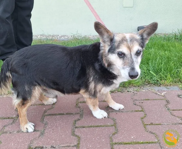 Znaleziono psa, Skałowo, 13 czerwca 2025