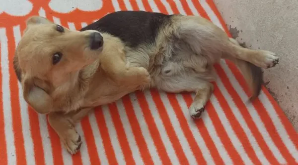 Znaleziono psa, Radom, 12 czerwca 2025