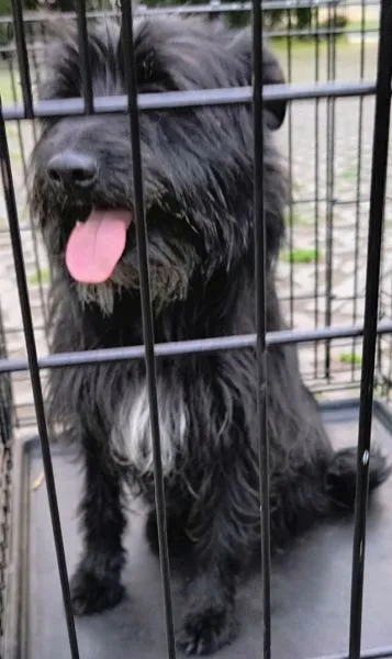 Znaleziono psa, Radom, 11 czerwca 2025