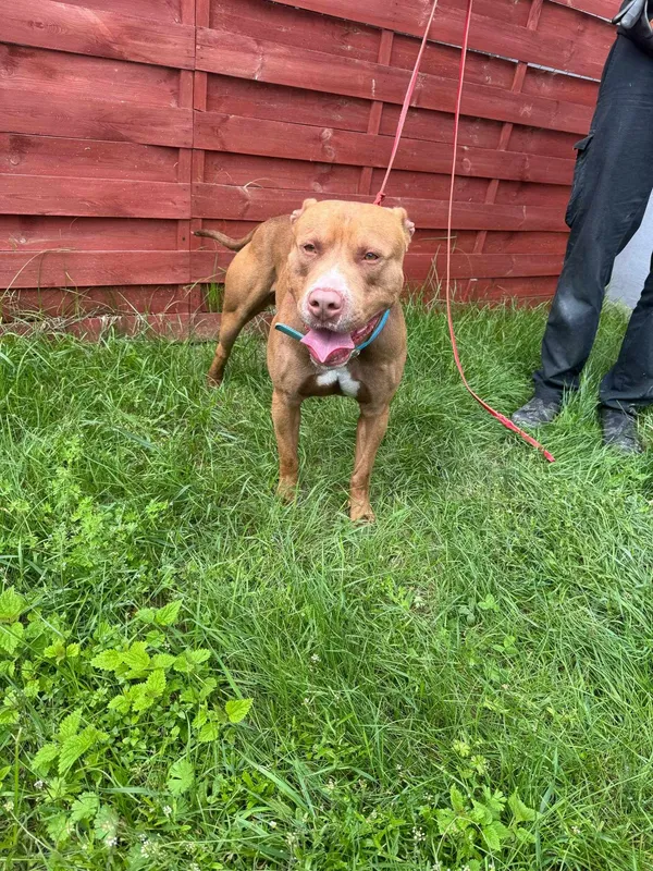 Znaleziono psa, Czartki, 13 czerwca 2025