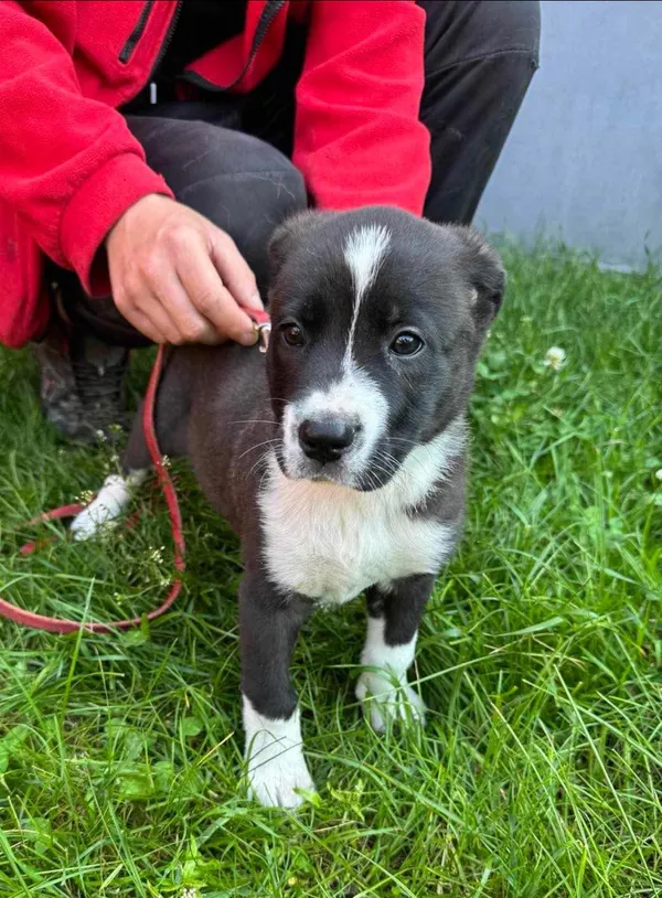 Znaleziono psa, Czartki, 13 czerwca 2025