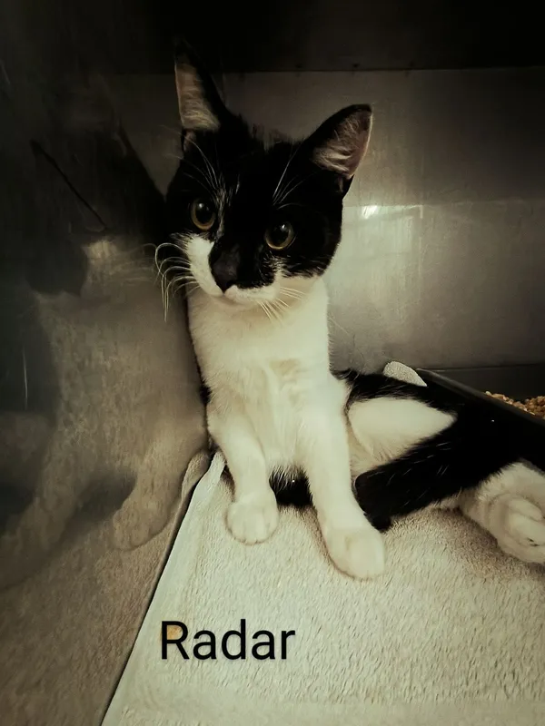 Znaleziono kota, Gdańsk, 12 czerwca 2025