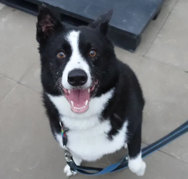 Znaleziono psa, Gdańsk, 10 czerwca 2025