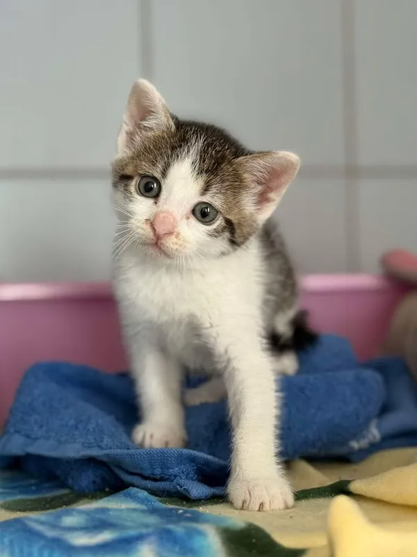 Znaleziono kota, Lublin, 9 czerwca 2025