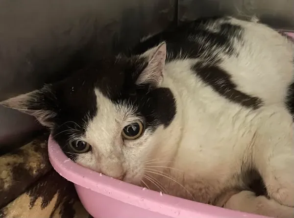 Znaleziono kota, Lublin, 10 czerwca 2025