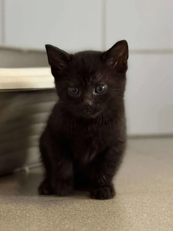 Znaleziono kota, Lublin, 12 czerwca 2025