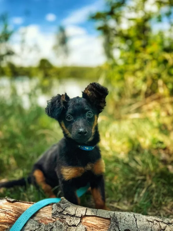 Pies do adopcji, Dłużyna Górna, 14 czerwca 2025 (4/4)