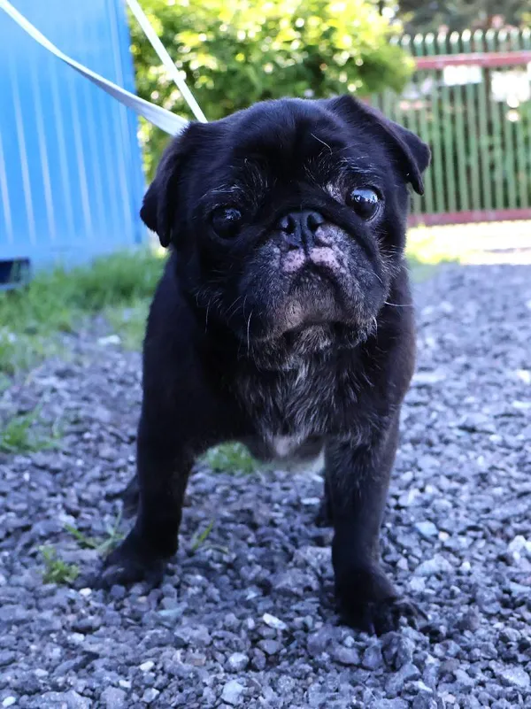 Znaleziono psa, Łódź, 13 czerwca 2025 (1/5)