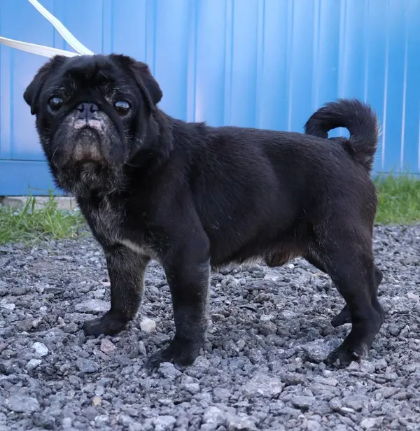 Znaleziono psa, Łódź, 13 czerwca 2025 (2/5)