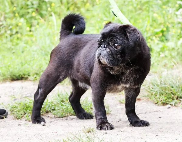 Znaleziono psa, Łódź, 13 czerwca 2025 (3/5)