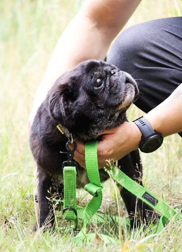 Znaleziono psa, Łódź, 13 czerwca 2025 (4/5)