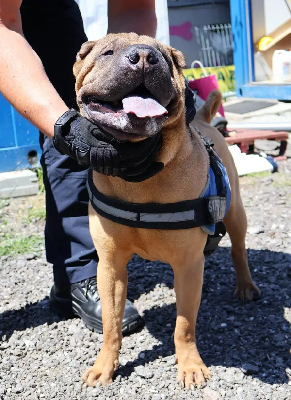 Znaleziono psa, Łódź, 14 czerwca 2025 (1/5)