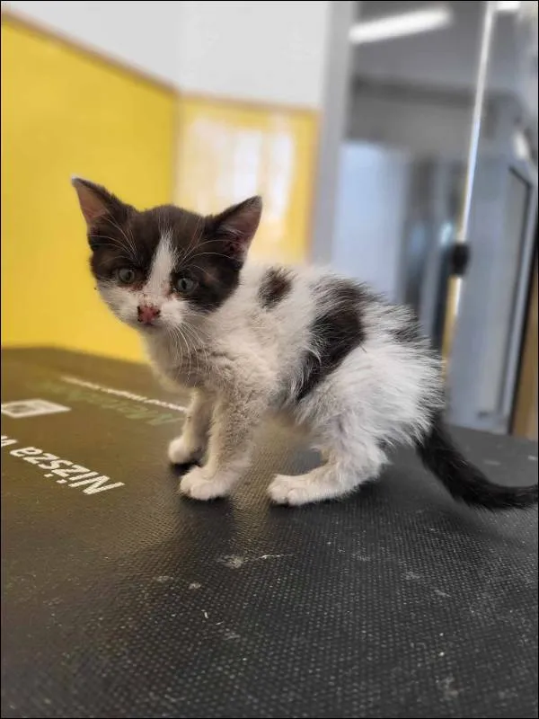 Znaleziono kota, Grudziądz, 12 czerwca 2025