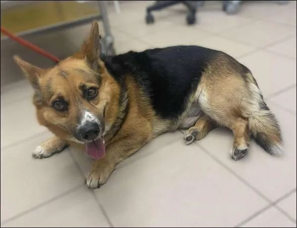 Znaleziono psa, Grudziądz, 13 czerwca 2025