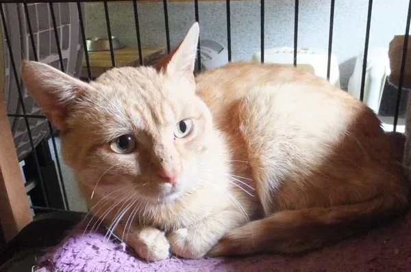 Znaleziono kota, Nowa Krępa, 4 czerwca 2025