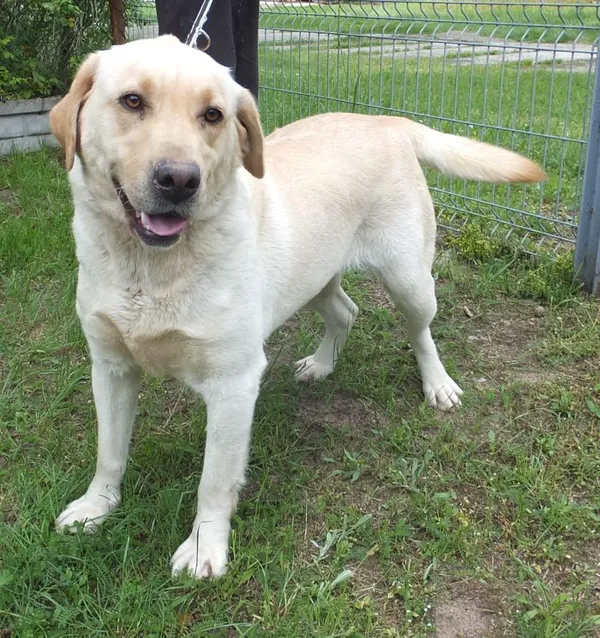 Znaleziono psa, Nowa Krępa, 5 czerwca 2025