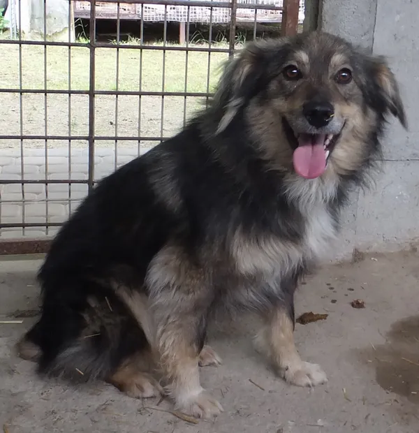 Znaleziono psa, Nowa Krępa, 29 maja 2025