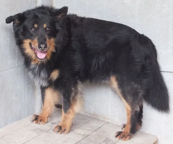 Znaleziono psa, Nowa Krępa, 29 maja 2025