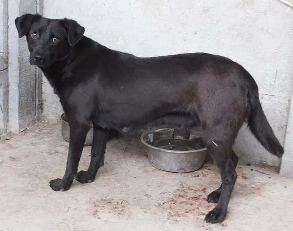 Znaleziono psa, Nowa Krępa, 25 maja 2025