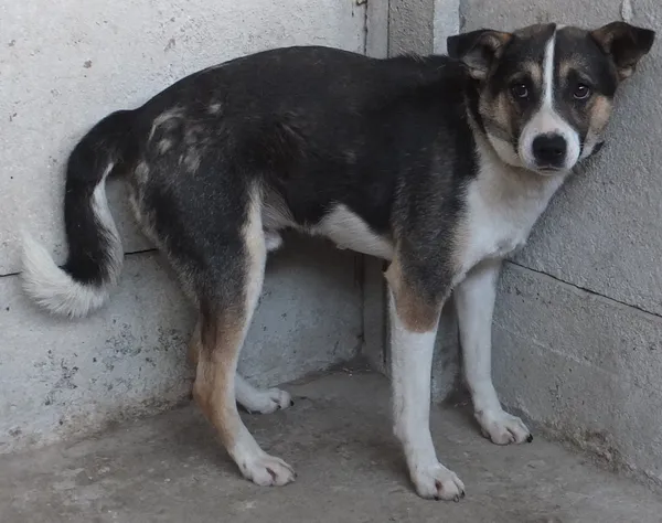 Znaleziono psa, Nowa Krępa, 23 maja 2025