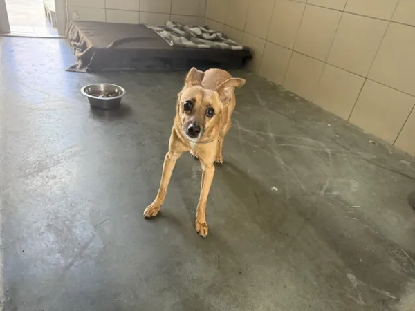 Pies do adopcji, Kraków, 31 maja 2025