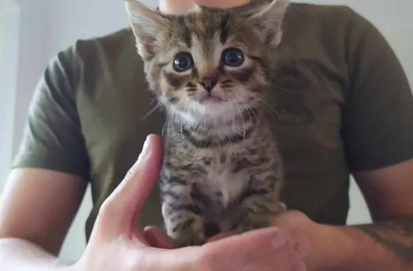 Znaleziono kota, Toruń, 13 czerwca 2025