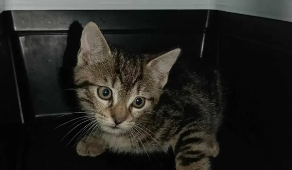 Znaleziono kota, Toruń, 13 czerwca 2025