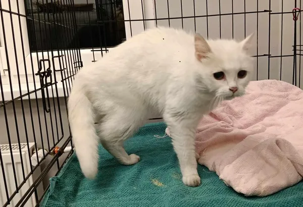 Znaleziono kota, Toruń, 13 czerwca 2025