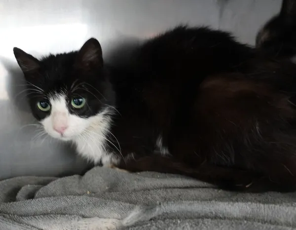 Znaleziono kota, Gdańsk, 14 czerwca 2025