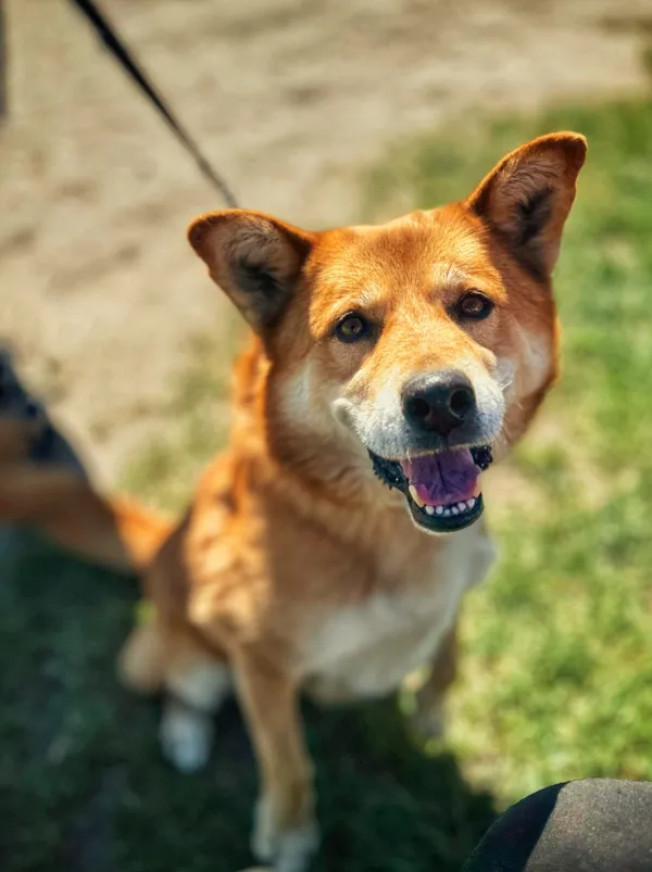 Pies do adopcji, Dłużyna Górna, 15 czerwca 2025 (3/4)