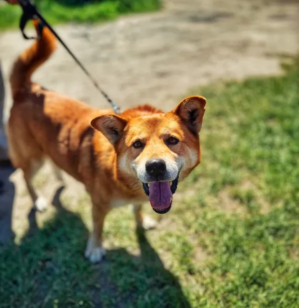 Pies do adopcji, Dłużyna Górna, 15 czerwca 2025 (4/4)