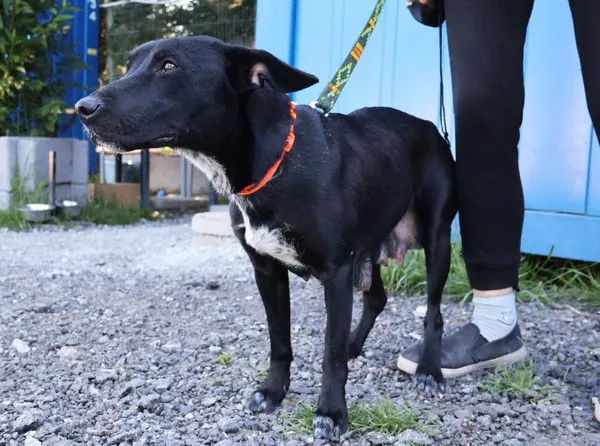 Znaleziono psa, Łódź, 15 czerwca 2025 (3/5)