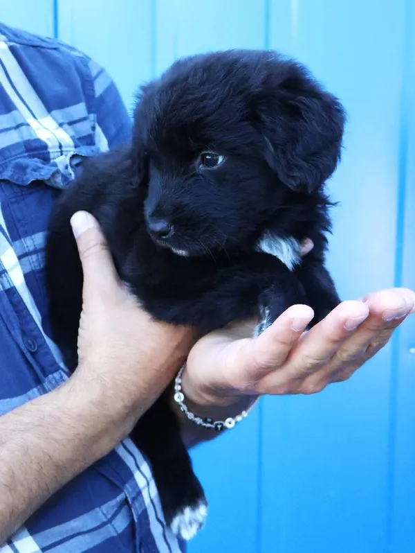 Znaleziono psa, Łódź, 15 czerwca 2025 (1/4)