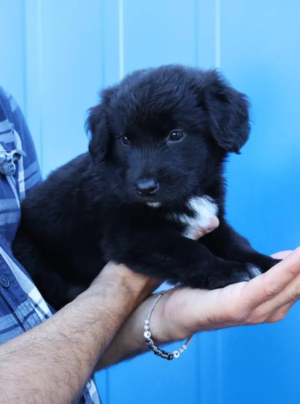 Znaleziono psa, Łódź, 15 czerwca 2025 (3/4)