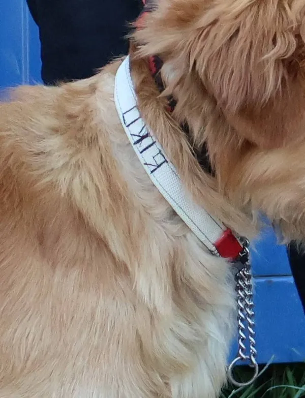 Znaleziono psa, Łódź, 15 czerwca 2025 (1/4)