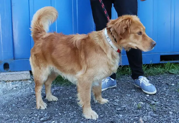 Znaleziono psa, Łódź, 15 czerwca 2025 (3/4)