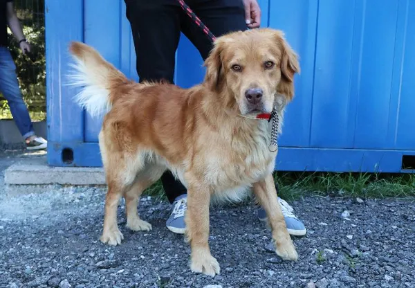 Znaleziono psa, Łódź, 15 czerwca 2025 (4/4)