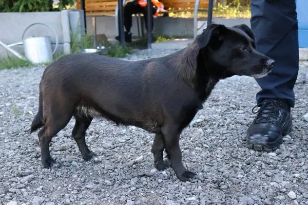 Znaleziono psa, Łódź, 15 czerwca 2025 (2/2)