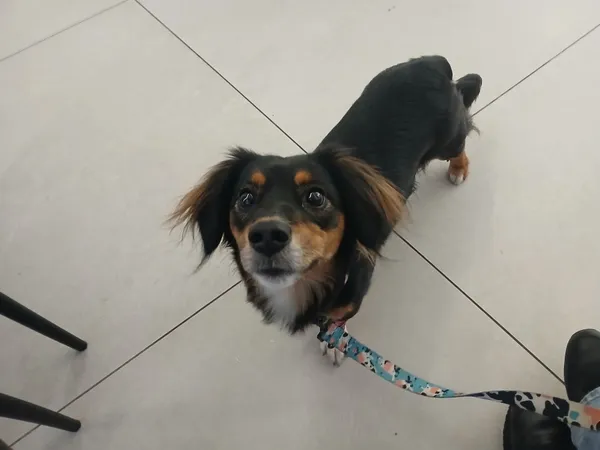 Zaginął pies, Łódź, 15 czerwca 2025