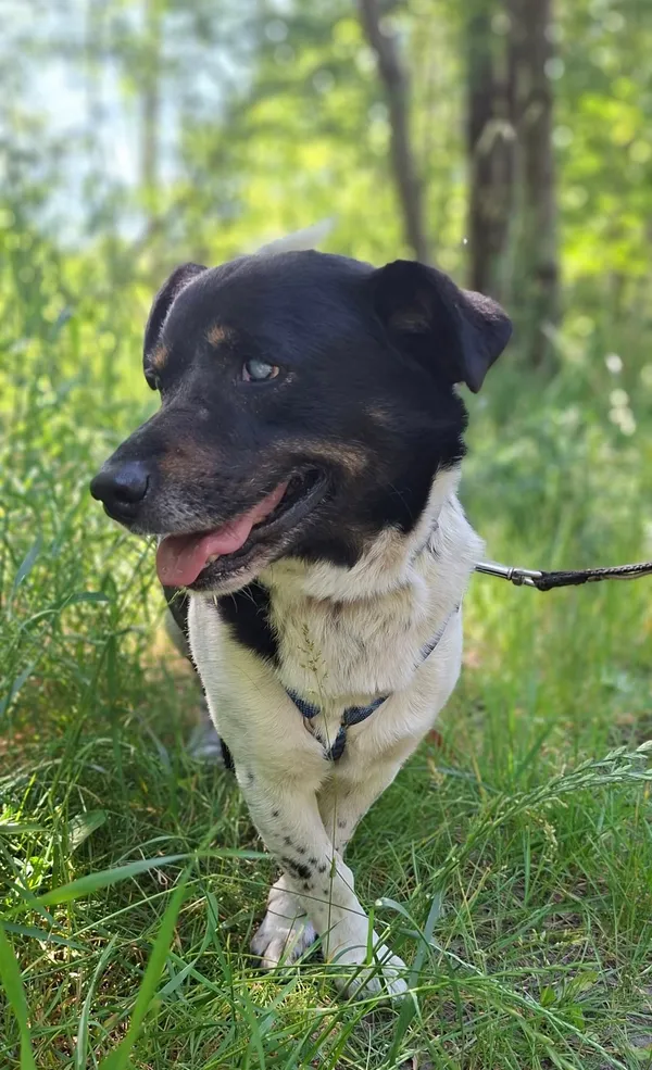 Pies do adopcji, Milanówek, 23 czerwca 2025 (2/5)