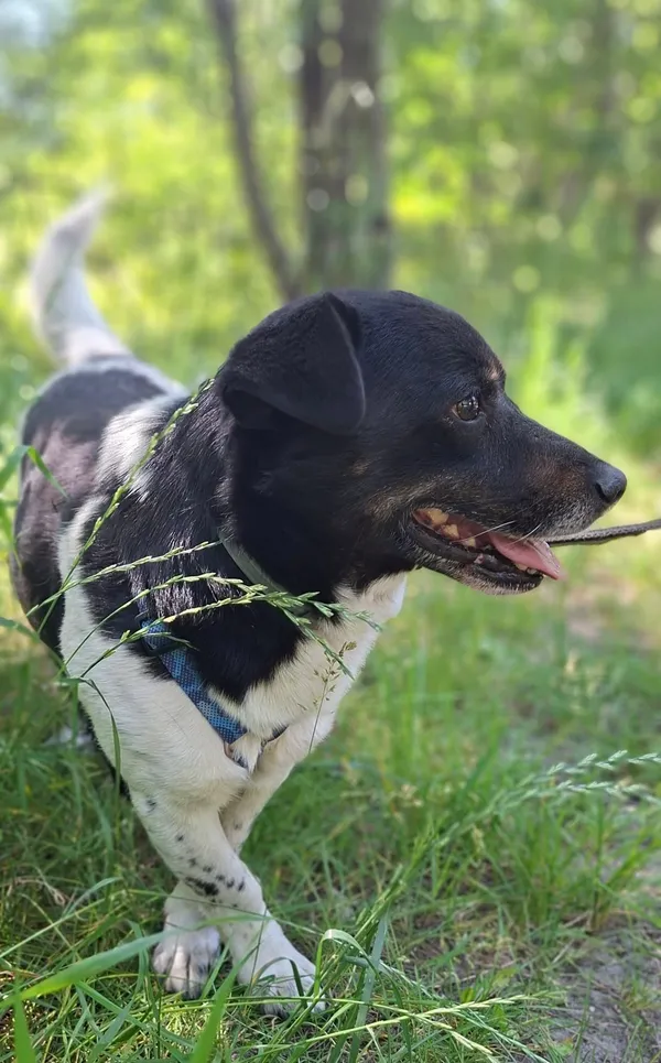 Pies do adopcji, Milanówek, 23 czerwca 2025 (4/5)