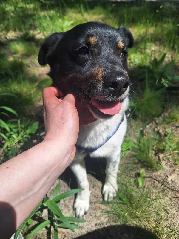 Pies do adopcji, Milanówek, 23 czerwca 2025 (5/5)