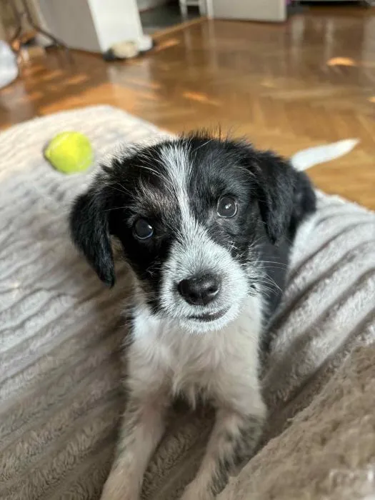 Znaleziono psa, Toruń, 30 maja 2025