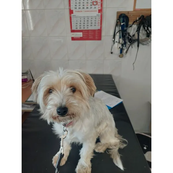 Znaleziono psa, Białystok, 15 czerwca 2025