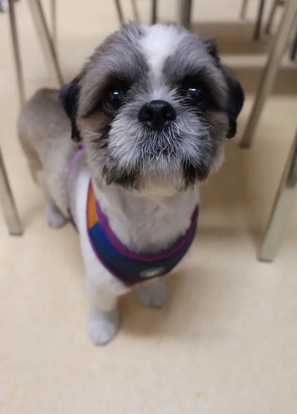 Znaleziono psa, Gdańsk, 16 czerwca 2025