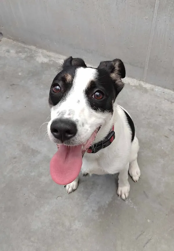 Znaleziono psa, Lublin, 15 czerwca 2025