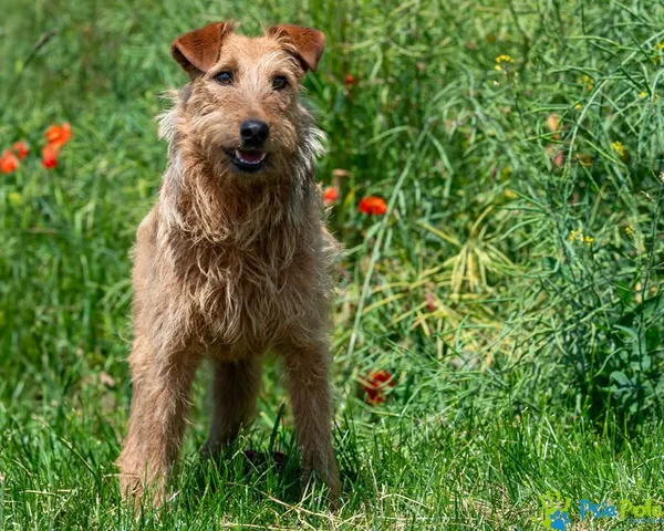 Znaleziono psa, Racławice, 16 czerwca 2025 (4/5)