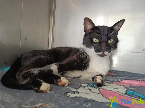 Znaleziono kota, Racławice, 13 czerwca 2025 (1/5)