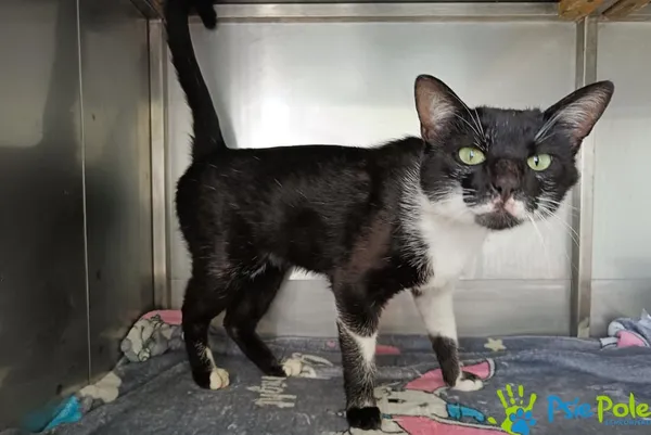 Znaleziono kota, Racławice, 13 czerwca 2025 (2/5)