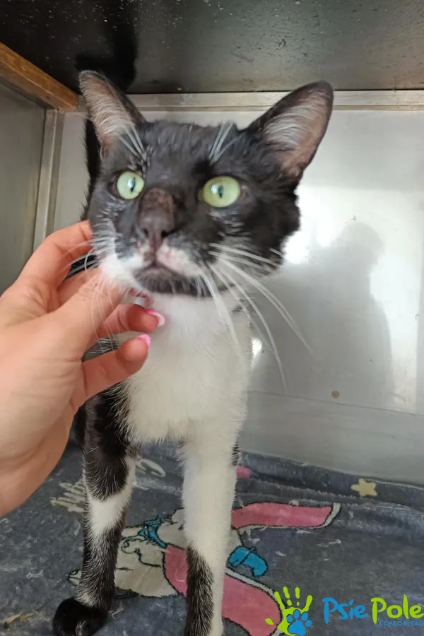 Znaleziono kota, Racławice, 13 czerwca 2025 (3/5)